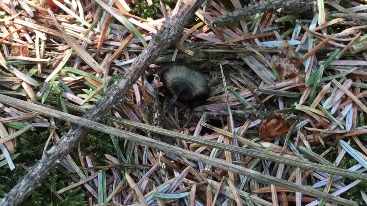 Brumbasse bygger bo 🏚  [ Flamme Rouge 🚩 Nature ]