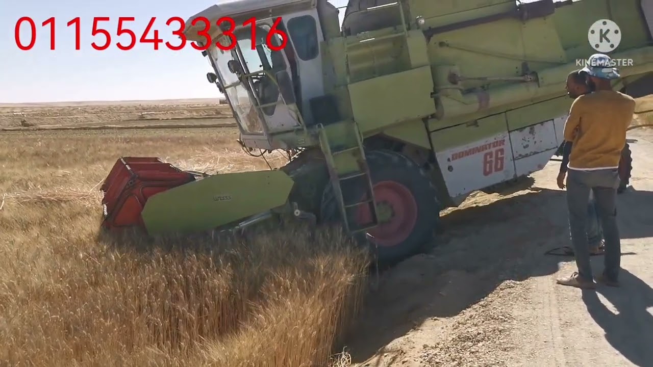 قمح الفرافرة ،اول سنه إنتاج ممتاز ماشاء الله. الوادى الجديد الفرافرة قرية ابو هريرة . 01155433316