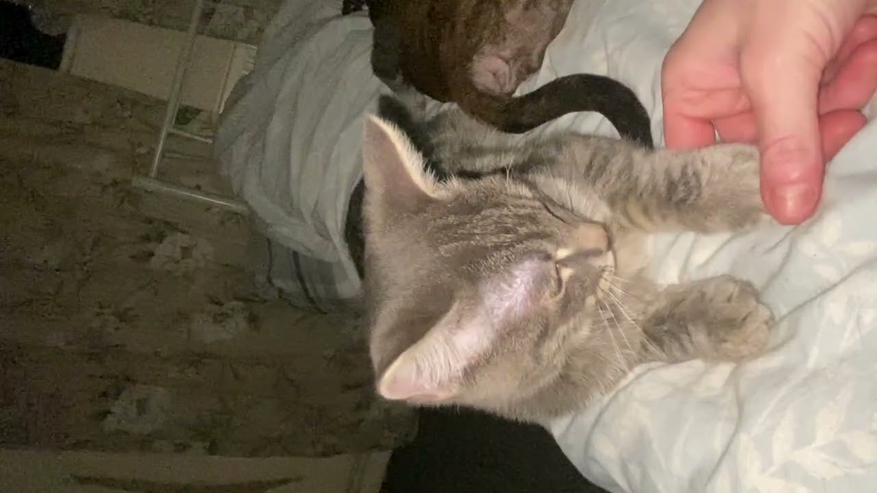 Kitten loves his older puppy 
