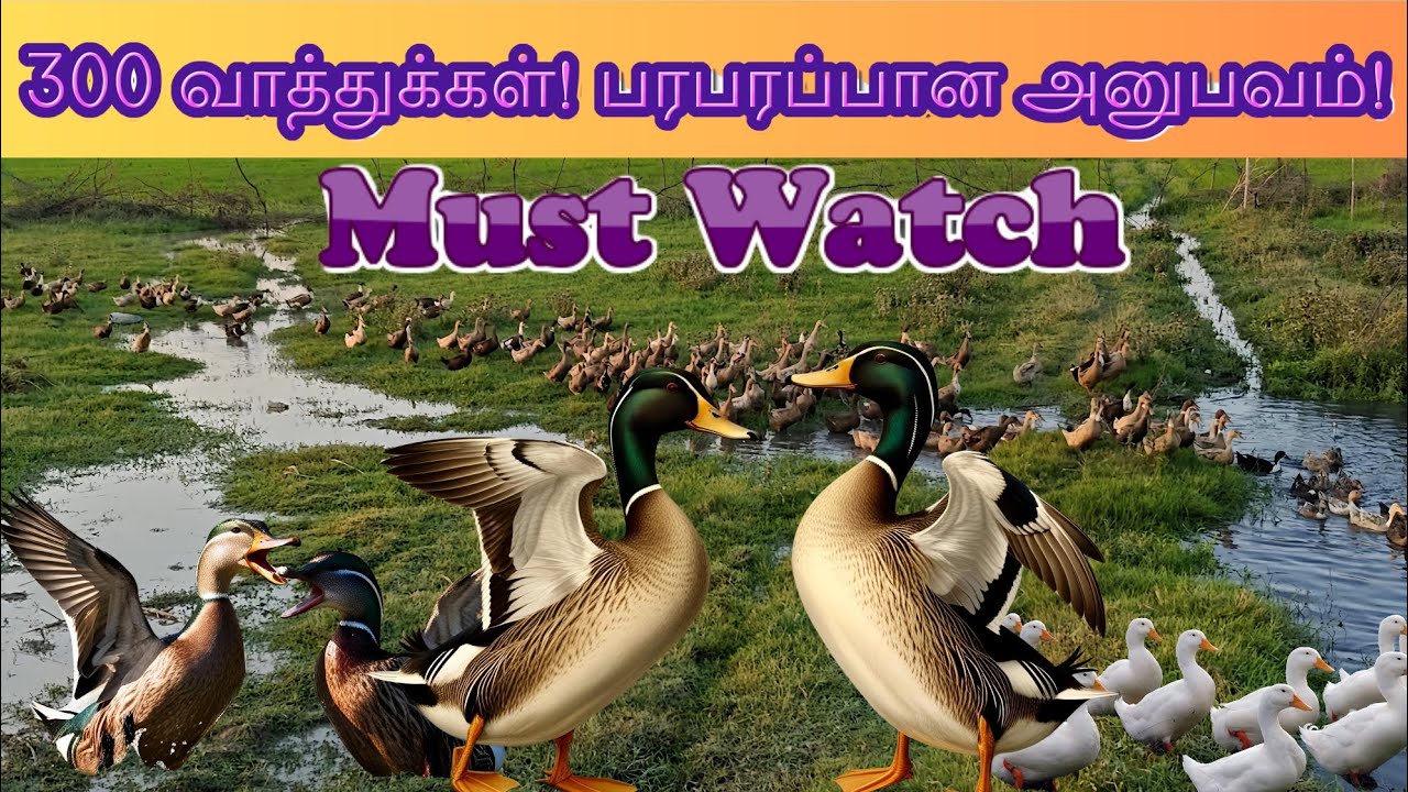 300 வாத்துக்கள்! பரபரப்பான அனுபவம்! 