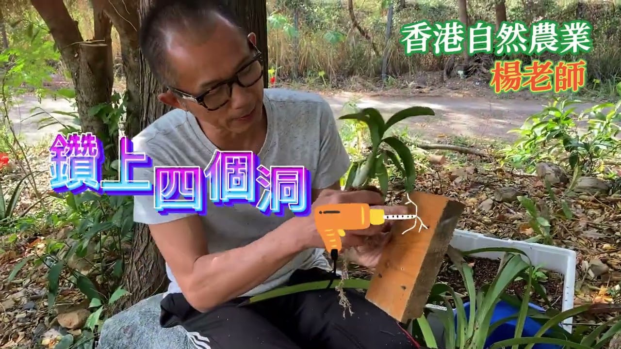香港自然農業 楊老師  蘭花種植必學之三： 蘭花發大發多後的上盆與上板，參考資料在下面。