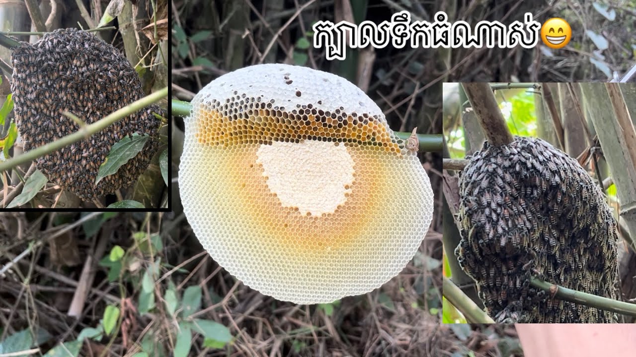 រកឃ្មុំផ្លិតជួប3សំបុក ក្បាលទឹកធំៗណាស់បងប្អូនទាំងអស់គ្នា