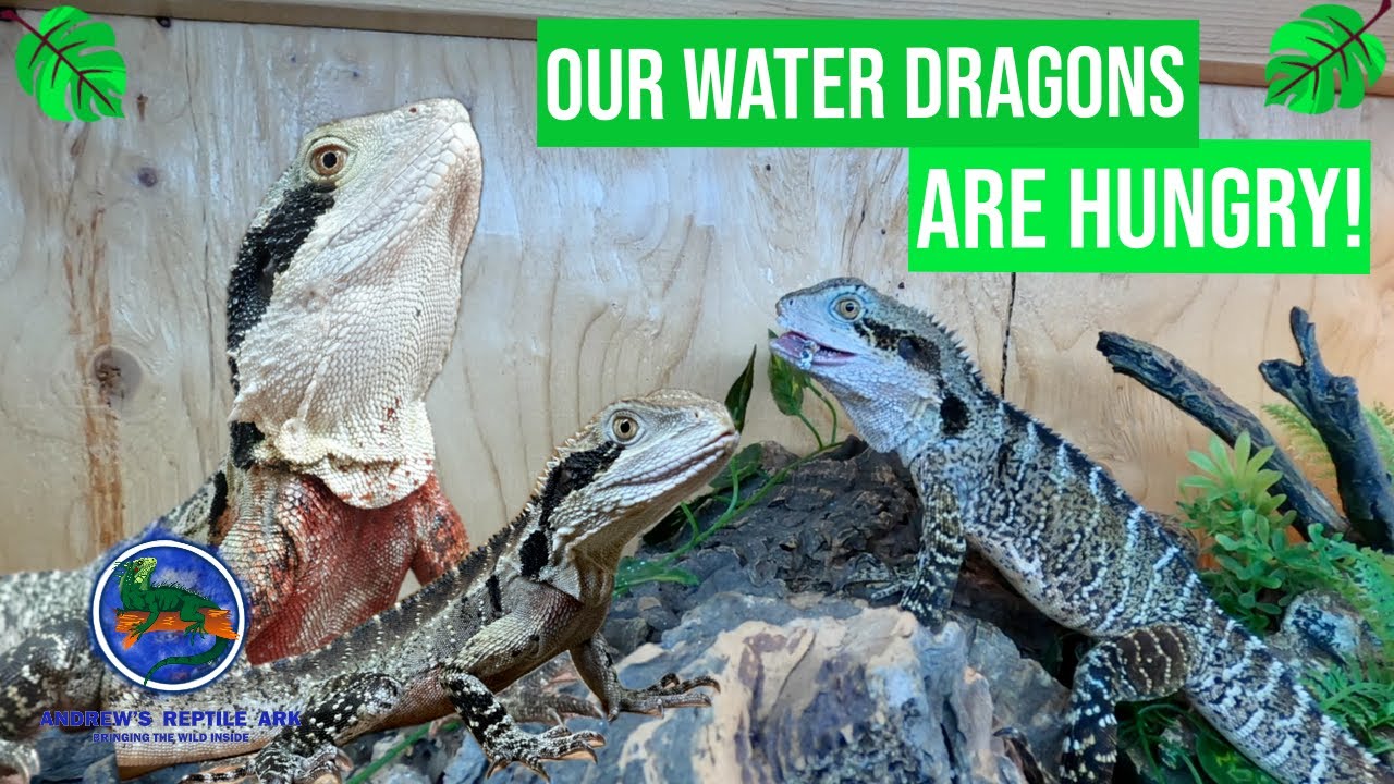 Feeding Our Australian Water Dragons