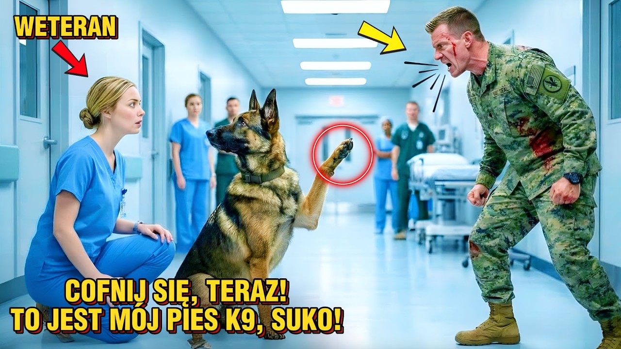„Zostaw mojego psa K9!” – krzyknął ranny SEAL, aż zasalutował pielęgniarce