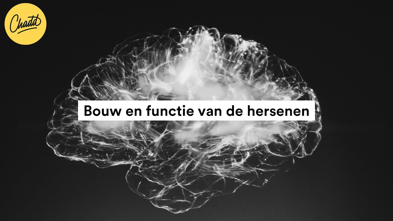 Opbouw en functie hersenen en hersendelen - Mr. Chadd Academy