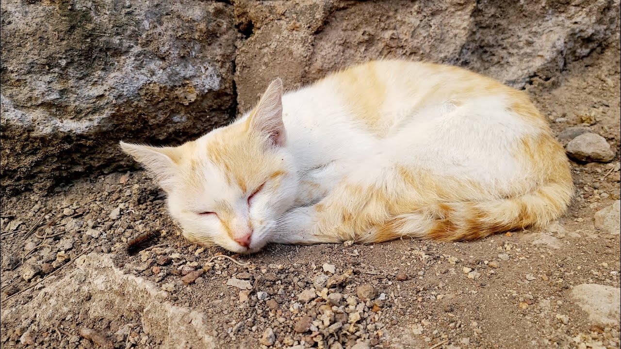 how LOVE CAT 😻 🐈 sleeps😸