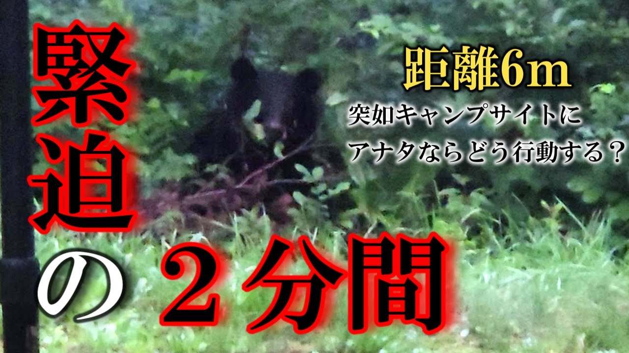 緊迫の２分間突如キャンプサイトに熊出現！体長1.5ｍ距離6ｍアナタならどう行動しますか？