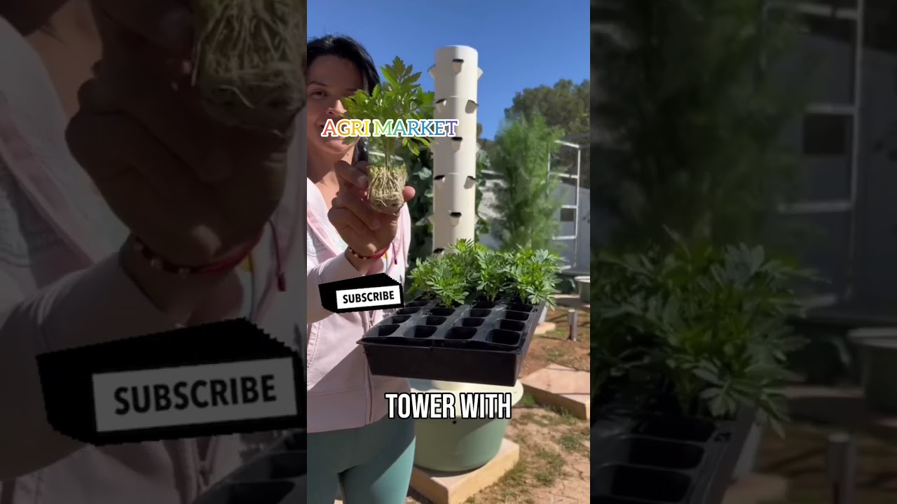 MARIGOLD vertical forming More growth and More Yield||