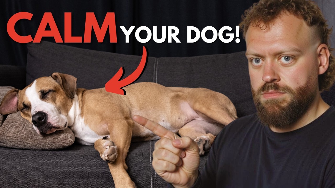 Лучшие советы, как быстро успокоить собаку