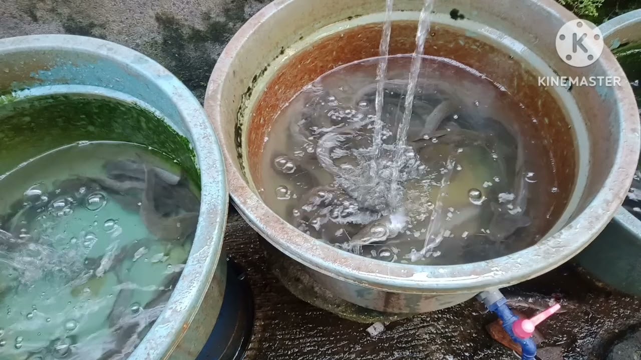 Panen lele budikdamber