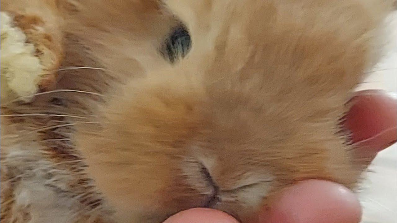CONIGLI ARIETE NANI E MINILOOP....CUCCIOLI TOP BOMBE 👍👍👍