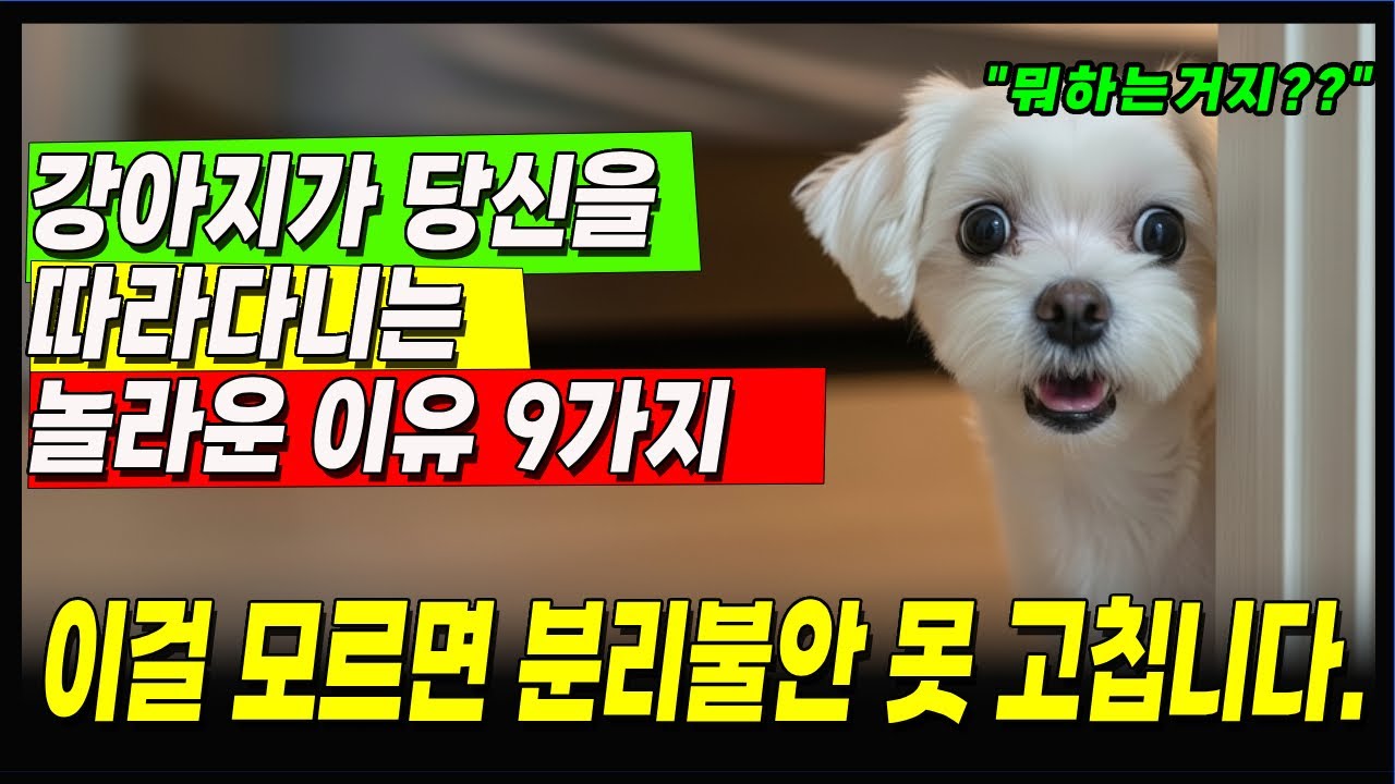 대부분 잘 모르는 강아지가 따라다니는 이유 9가지ㅣ강아지 분리불안 가이드ㅣ 반려견 애정결핍ㅣ강아지 집착