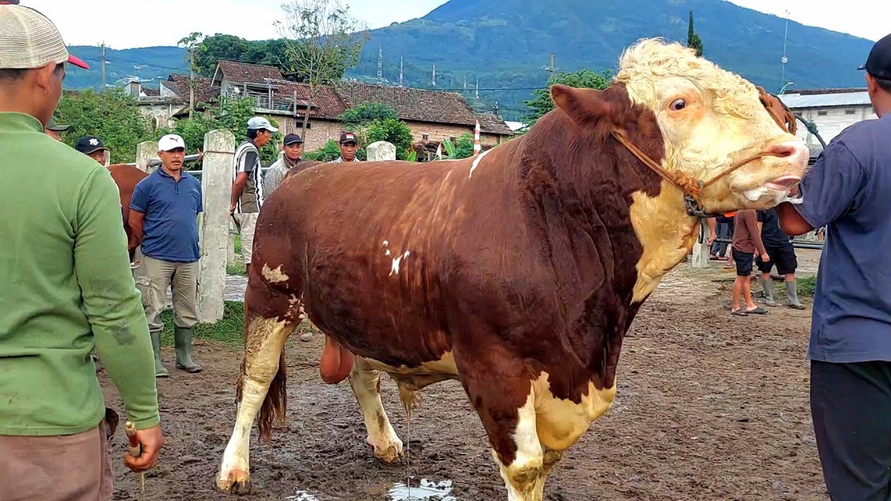 62 Juta‼️ SIMENTAL RAKSASA P2 SATU TON PASAR SAPI PLAOSAN