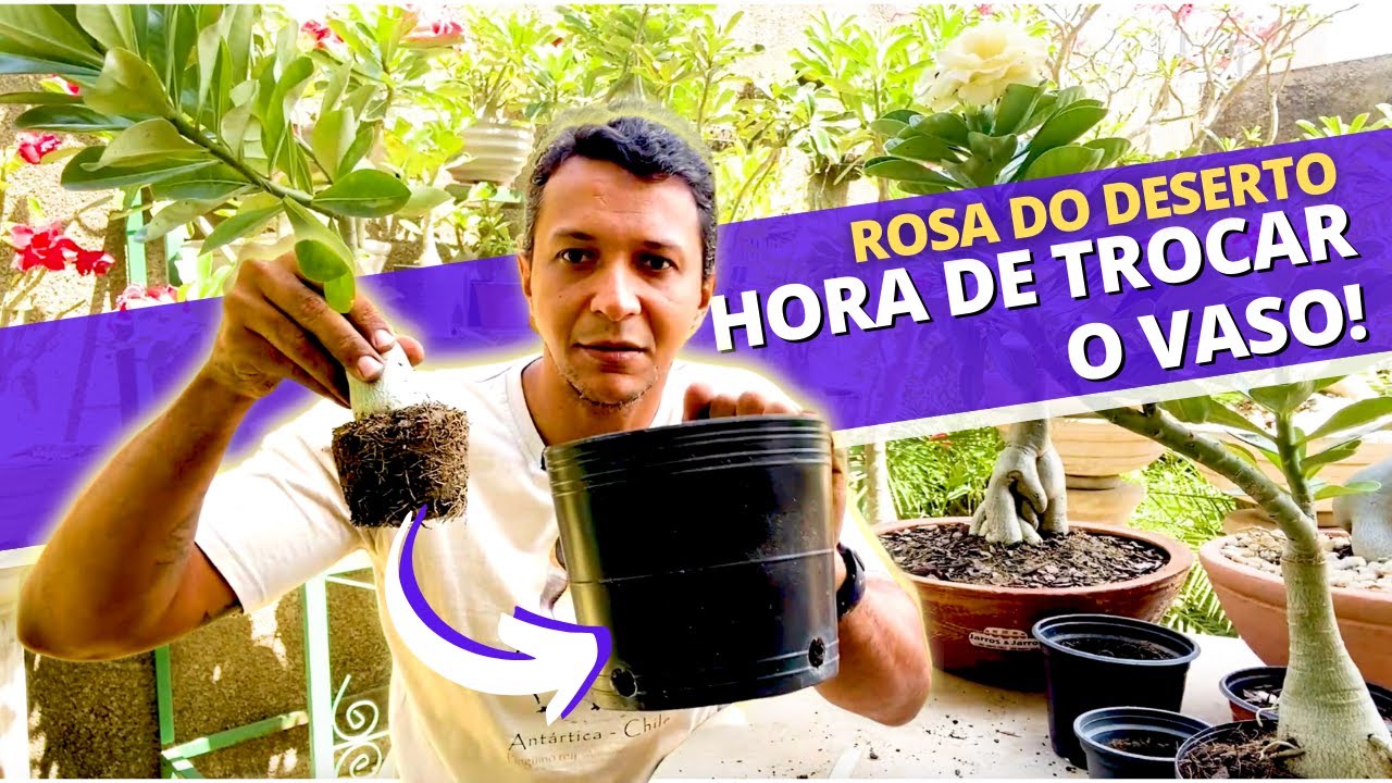 Quando e como trocar o vaso da Rosa do Deserto?