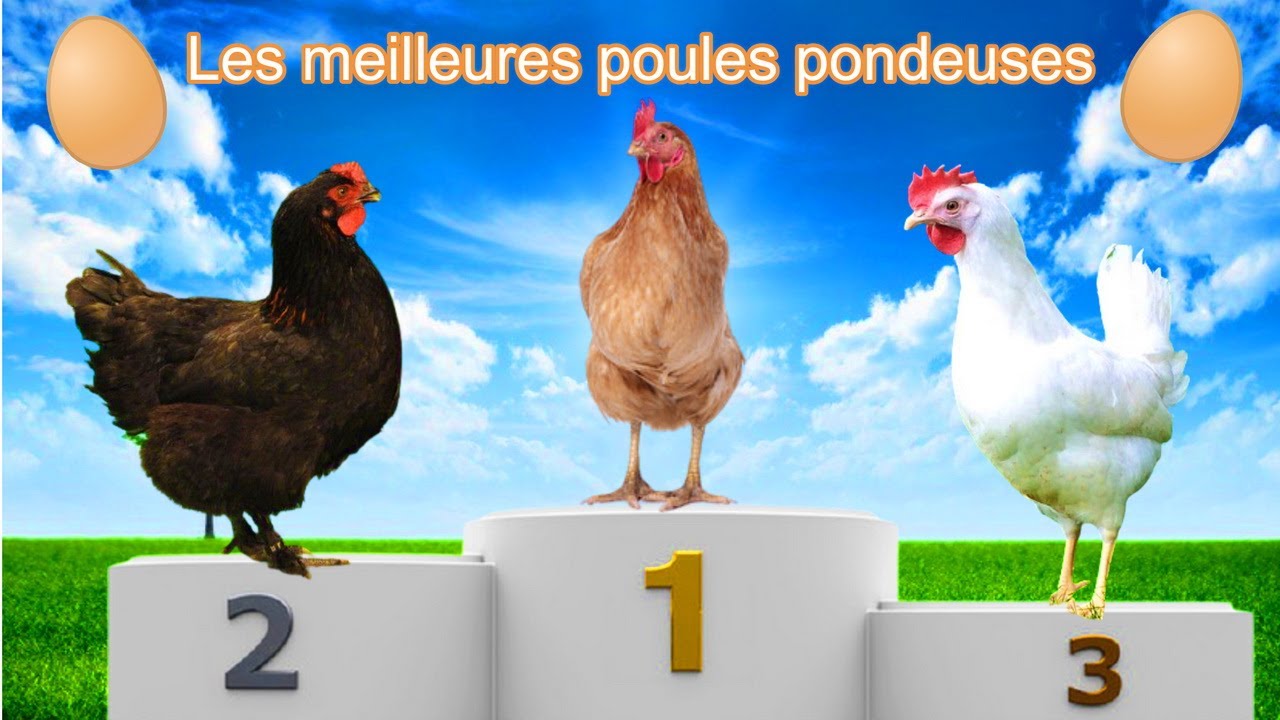 TOP 5 DES MEILLEURES POULES PONDEUSES ! LES MEILLEURES RACES DE POULES POUR L'ÉLEVAGE FAMILIAL !