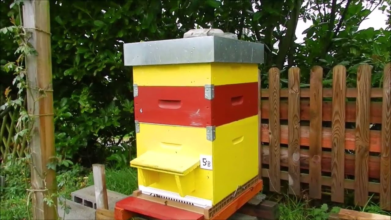 2ème hausse le 6 avril 2022 avec Abeilles noires Bretagne Ruche forte hausse remplie de nectar