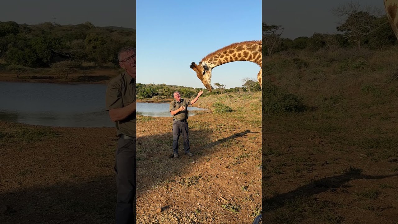 It's hard to imagine that giraffe have gone extinct in 7 different African nations! 🦒🙌🏻