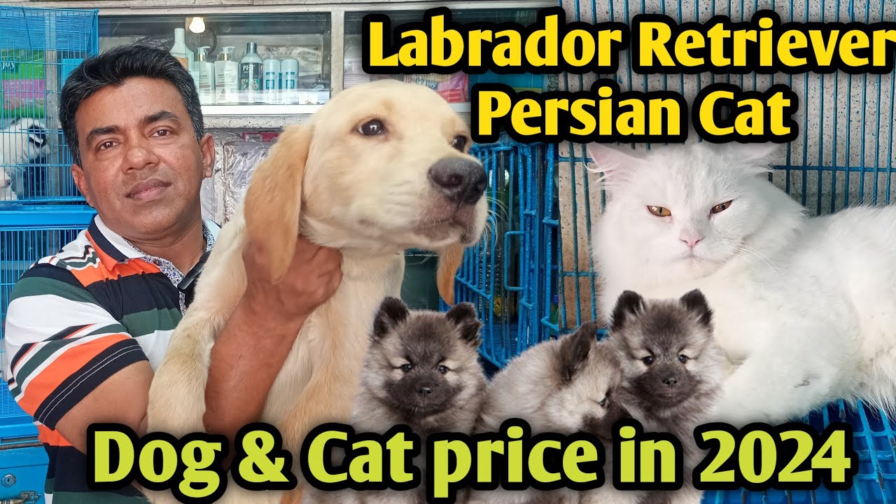 Labrador Retriever puppy| Golden Retriever puppy| Persian Cat | Katabon Dog & Cat price in 2024 #lab
