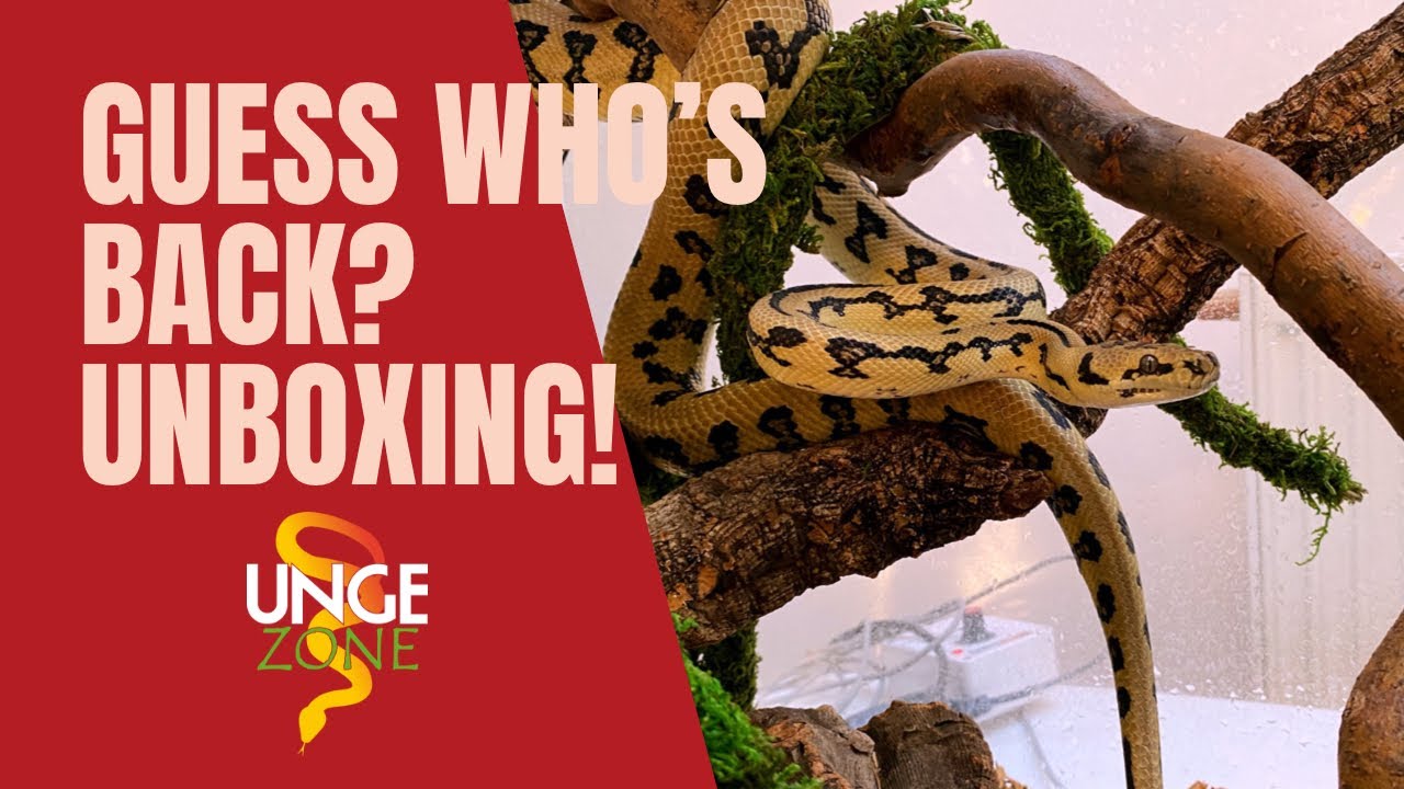 Guess who's back?🐍 Unboxing - Morelia spilota mcdowelli💥