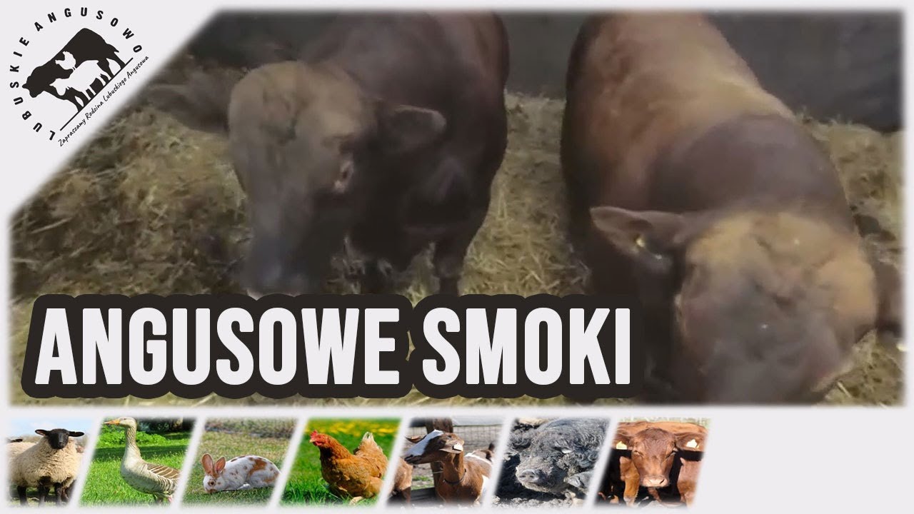 Lubuskie Angusowo - S2 E33 - Angusowe Smoki, czyli o tym czy Angusy nadają się na opas