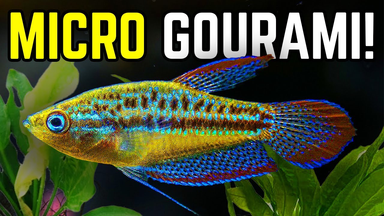 Is This the Most Underrated Nano Fish?! (Sparkling Gourami Care & Breeding Guide)