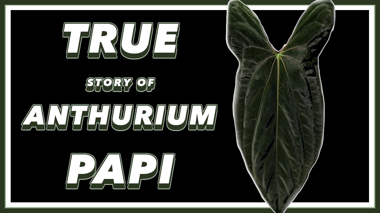 The DRAMA Filled Past of Anthurium papillilaminum | Pretty in Green Documentary