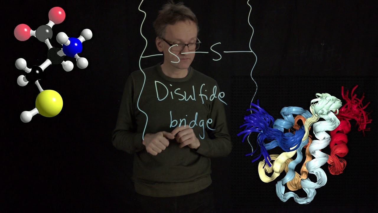 Lecture 05, concept 13: Cysteine can form disulfide bridges