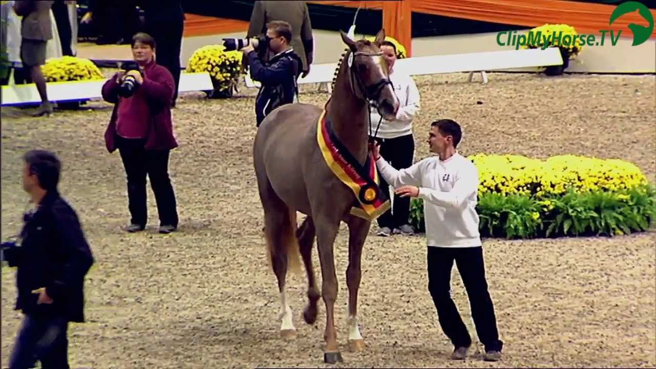 Siegerhengst Donauruf | 50.Trakehner Hengstmarkt | Neumünster | 2012