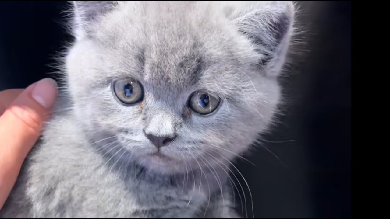 Мой сын держал бездомного кота и кричал: «Мама, можно ли нам дать ему дом?