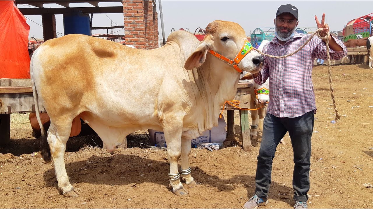 2 Laakh Laga Diya Bakra Eid 2022 K Liye Hammad Bakra Mandi Pakistan