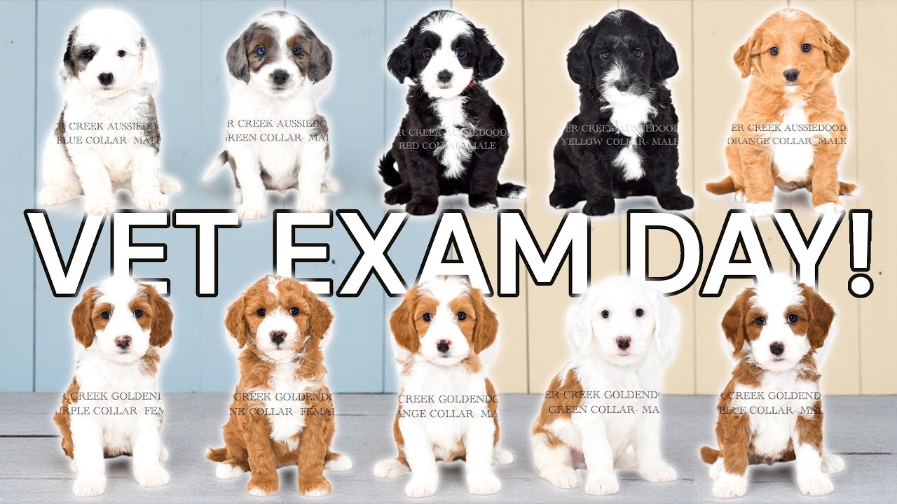 Let's Take These 10 Puppies To The Vet Today! Aussiedoodles and Goldendoodles