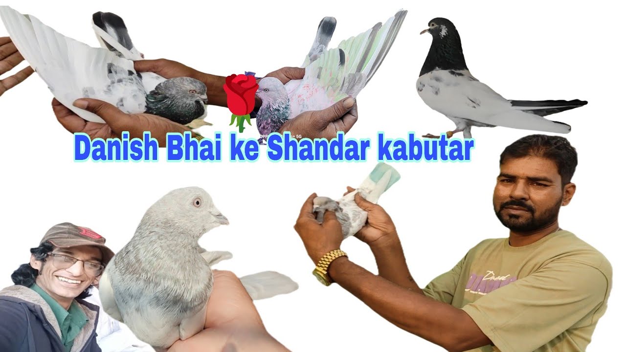 Nasim bhai ke Shandar #kabutar#bakra#pigeon  