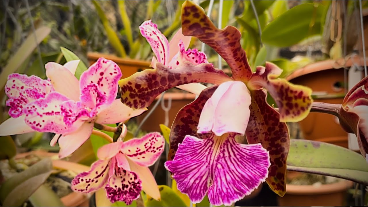 A DELICADEZA DAS ORQUÍDEAS PINTADINHAS!!!#explore 