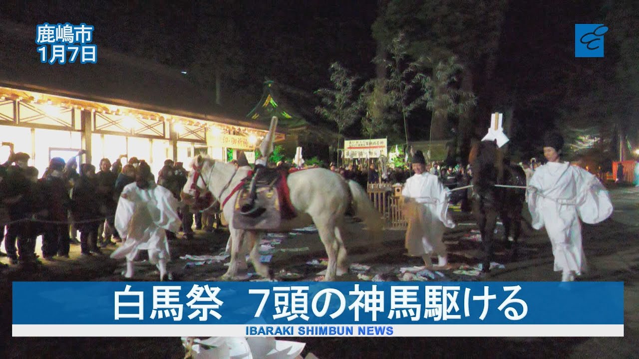 白馬祭　７頭の神馬駆ける　鹿島神宮で神事　1年の邪気はらう