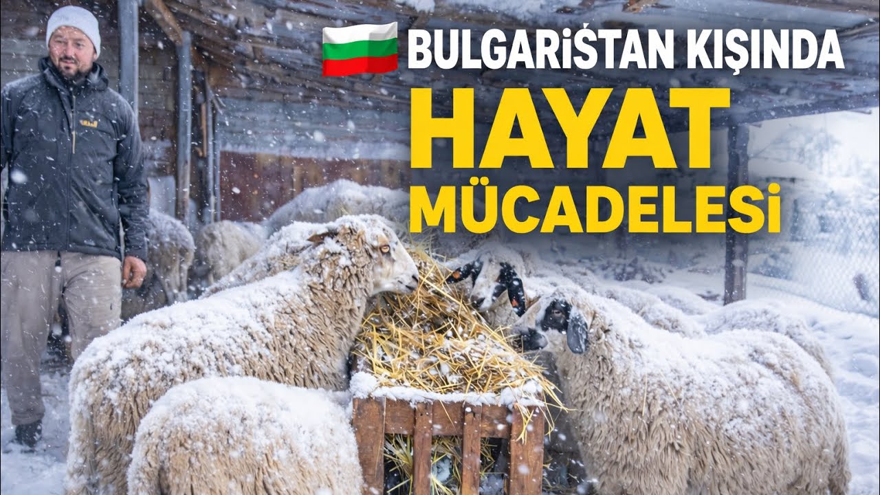 Bulgaristanda hayvancılık ve yoğun kar yağışı~ Köyde yaşam