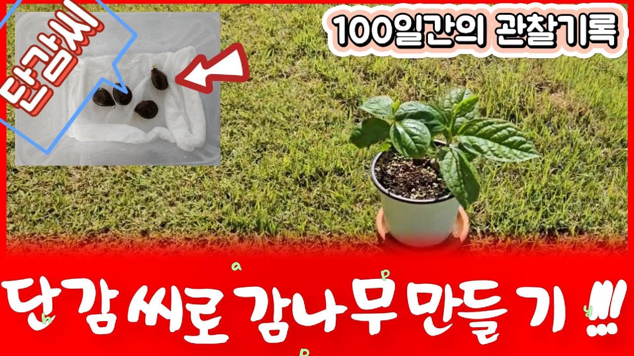 단감씨로 감나무 만들기 #단감씨 #감나무 #전원주택 #고욤나무