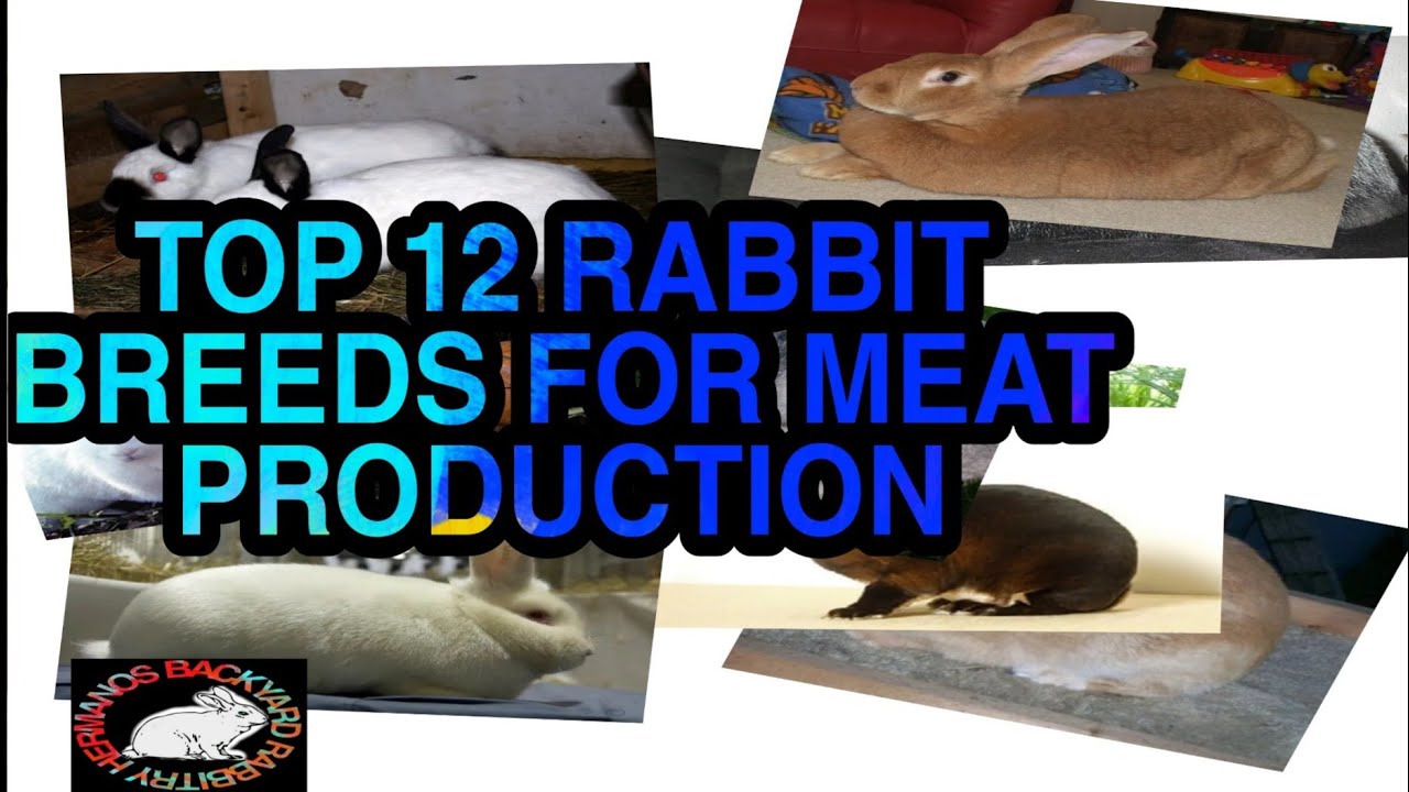 TOP 12 MEAT RABBIT BREEDS AND TIPS FOR NEWBIES