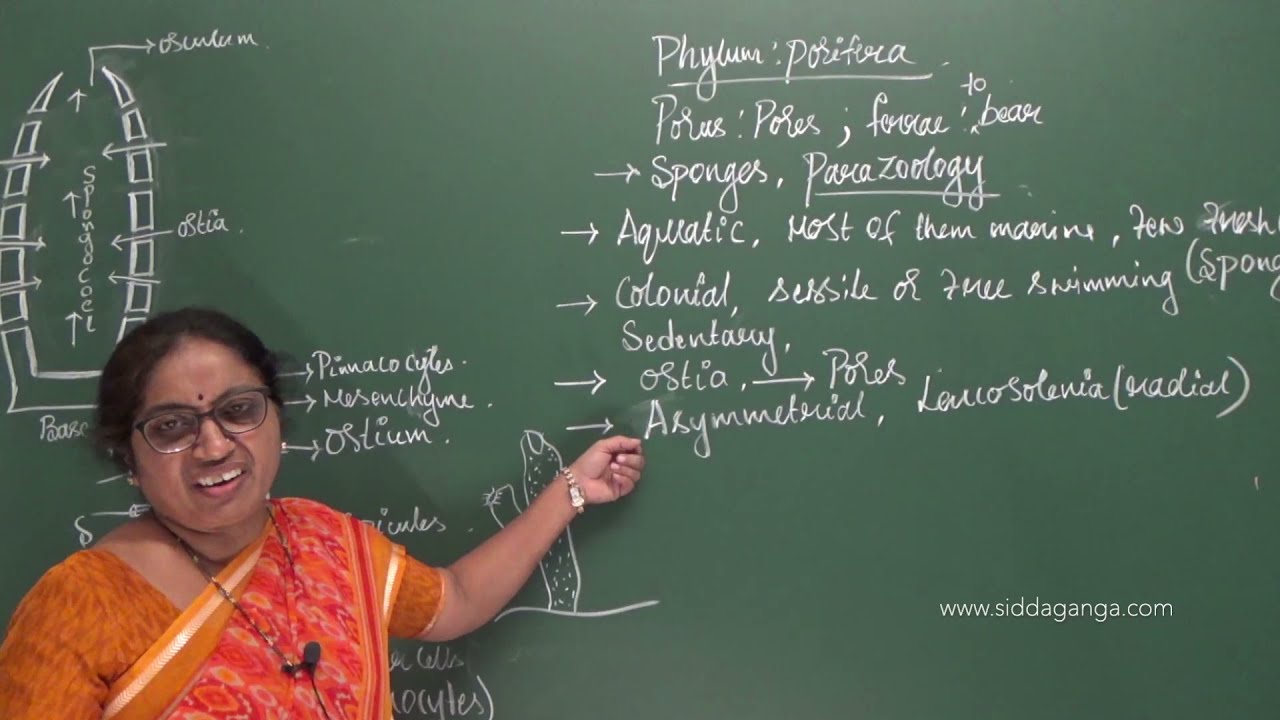 I PUC - BIOLOGY - ANIMAL KINGDOM - PART 3