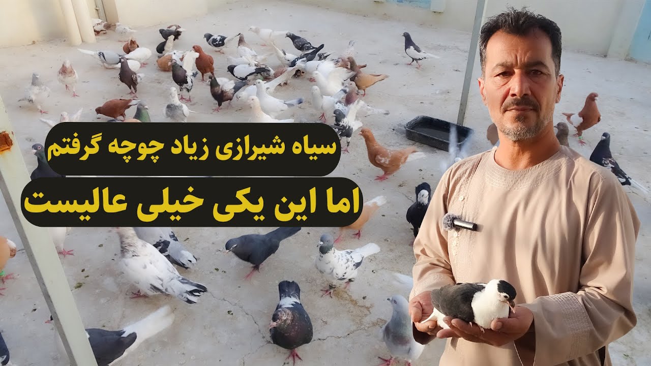 0317/ سیاه شیرازی زیاد چوچه گرفتیم اما این یکی خیلی عالیست/ Afghan Shawqi