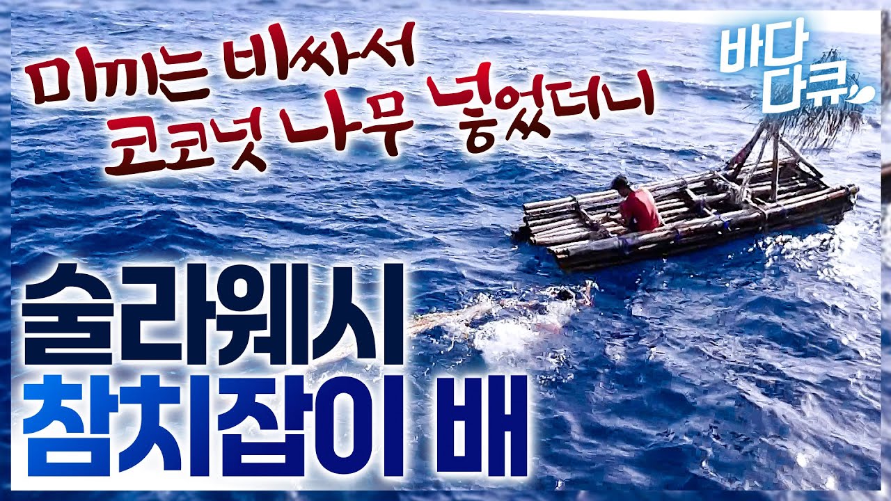 미끼도 없이 그물 2주간 펼쳐놨더니 벌어진 충격적인 일 / 술라웨시 전통 참치잡이 / #바다다큐