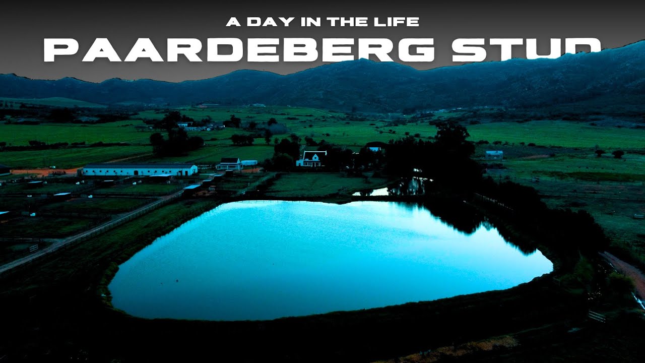 A Day in The Life - Paardeberg Stud, South Africa