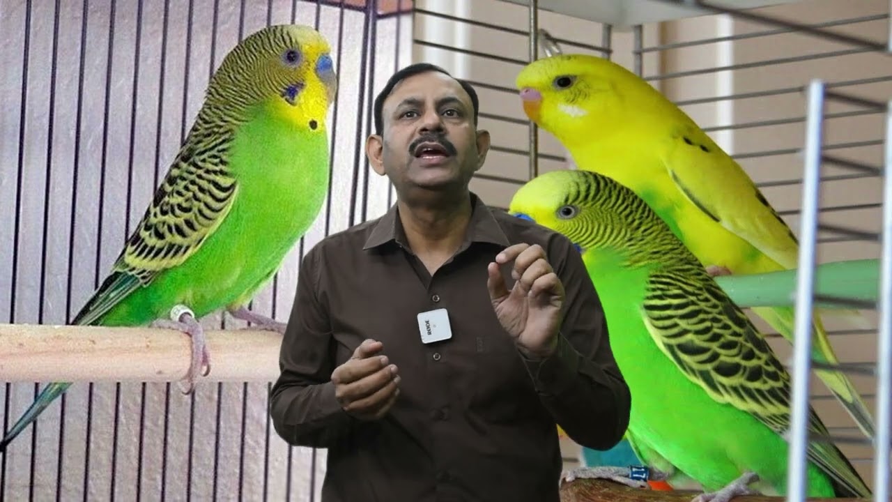 बीमार पक्षियों के इलाज के लिए जरूरी दवाईया | Birds Treatment Medicine | Dr Nagender Yadav
