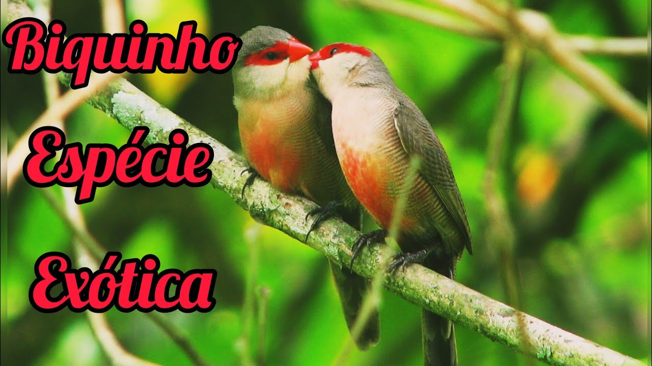 Bico-De-Lacre Chamando E Cantando