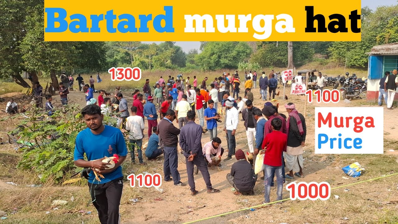 Bartard hat video | bartard murga market price | murga market video | New murga hat video