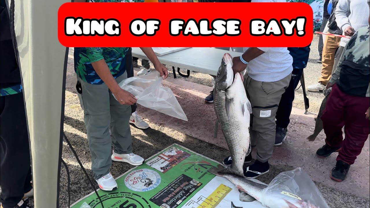 King Of False Bay 2024![100KG’s Kob & 15KG Steenbras]