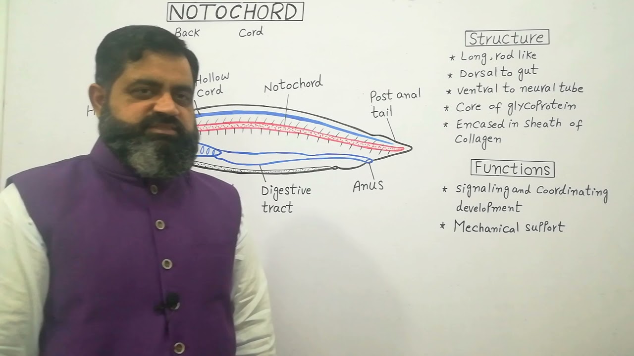 Anatomy of Notochord English medium @prof.masoodfuzail| Notochord | Functions of Notochord
