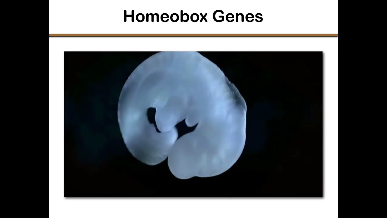 04 Homology vs  Analogy