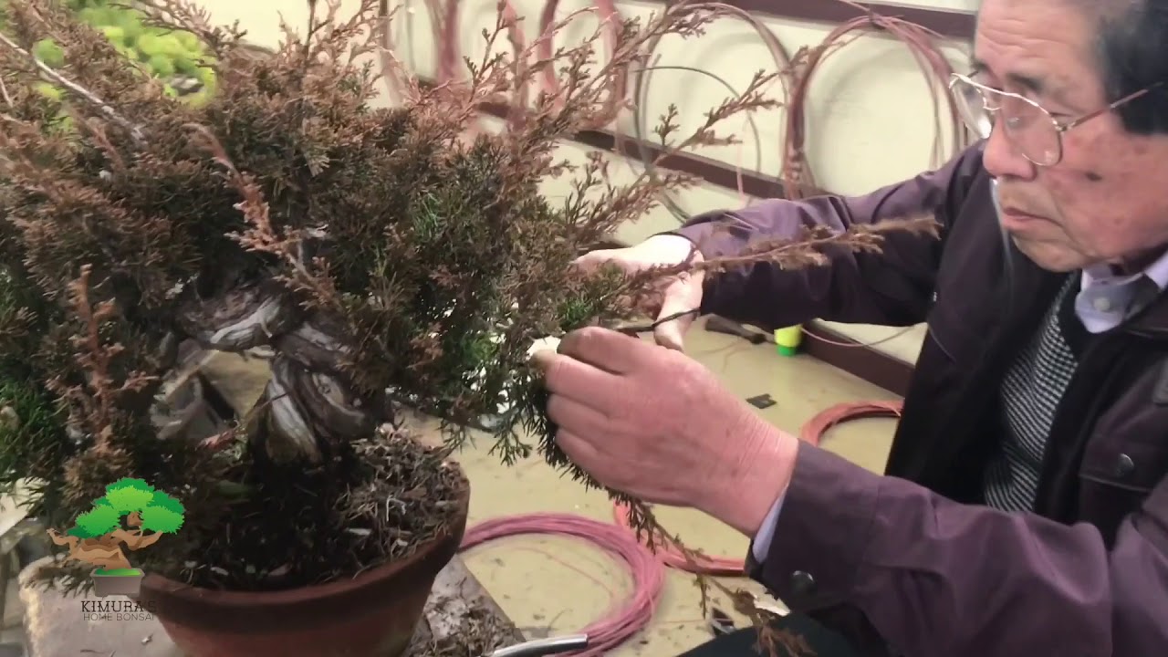Pruning and wiring by Masahiko Kimura Part1