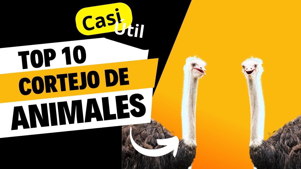 Top 10 cortejos de animales
