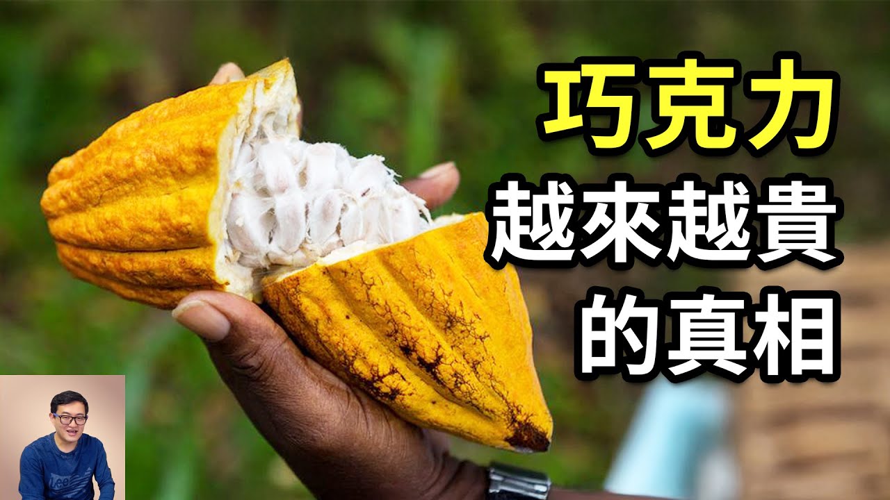為什麼說巧克力可能變成奢侈品？情人節還送得起嗎？揭秘神奇的熱帶水果可可，以及用可可製作巧克力的起源和方法！【老肉雜談】#植物 #生物 #巧克力 #可可 #冷知識